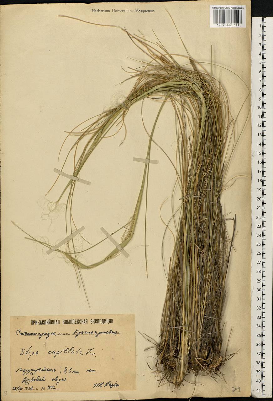 Stipa capillata L., Eastern Europe, Lower Volga region (E9) (Russia)