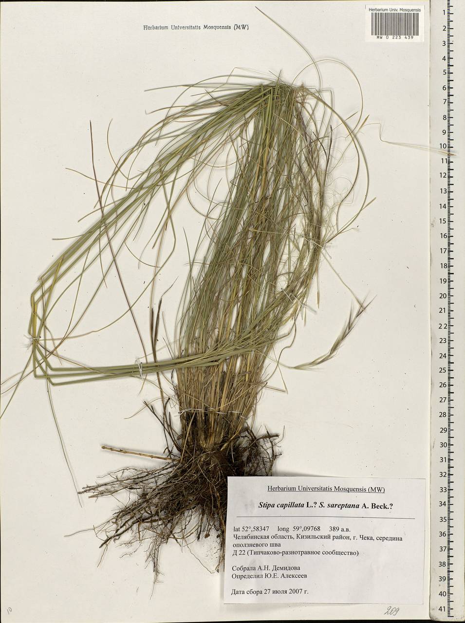 Stipa capillata L., Eastern Europe, Eastern region (E10) (Russia)