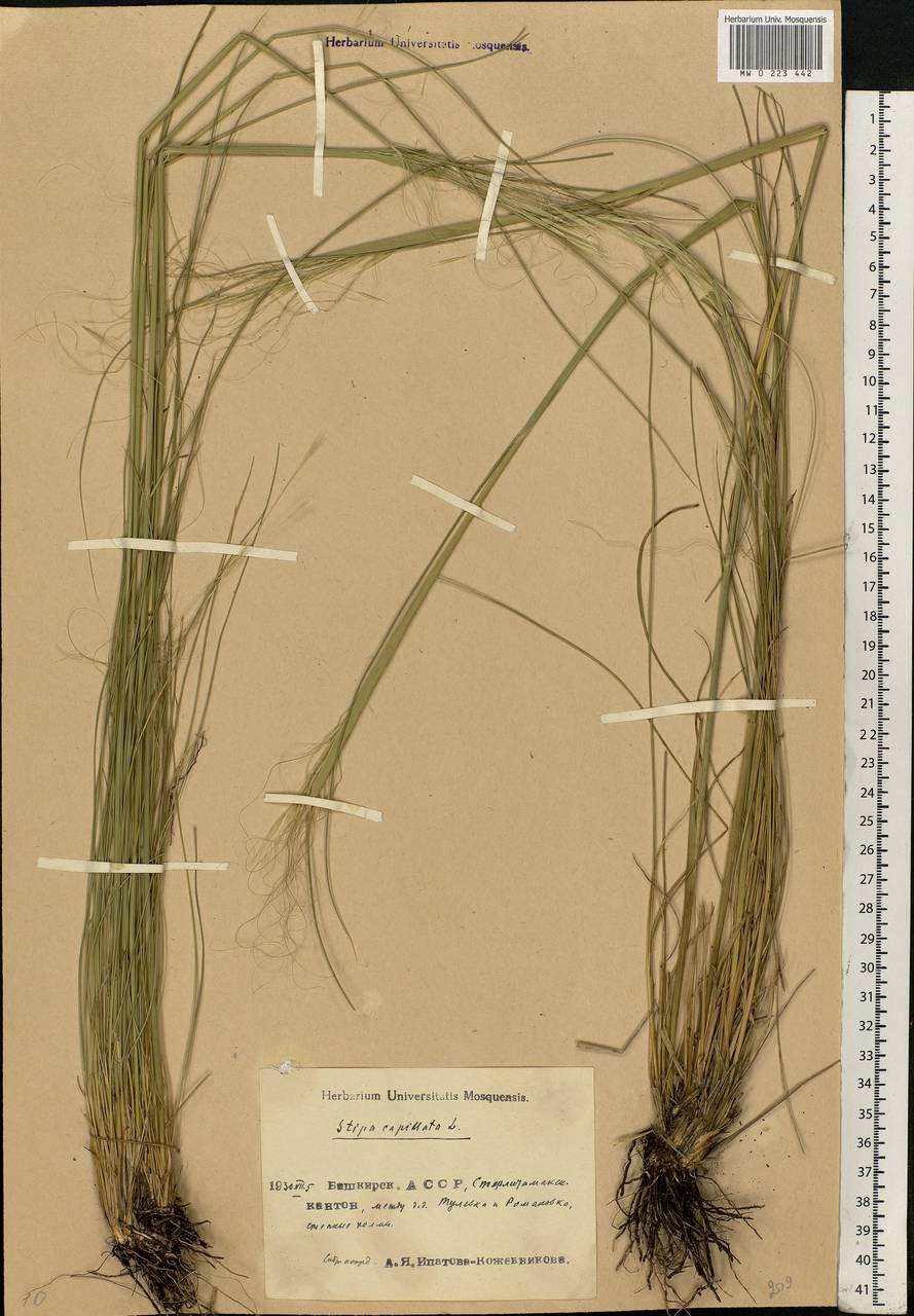 Stipa capillata L., Eastern Europe, Eastern region (E10) (Russia)