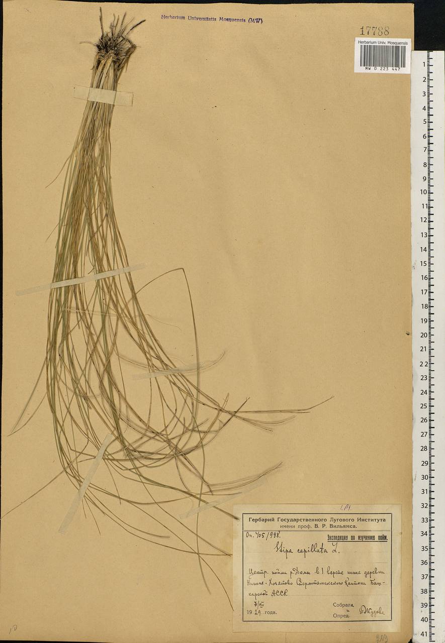 Stipa capillata L., Eastern Europe, Eastern region (E10) (Russia)