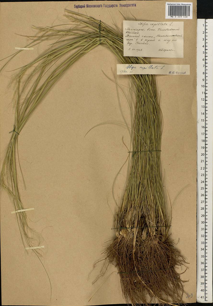 Stipa capillata L., Eastern Europe, Eastern region (E10) (Russia)