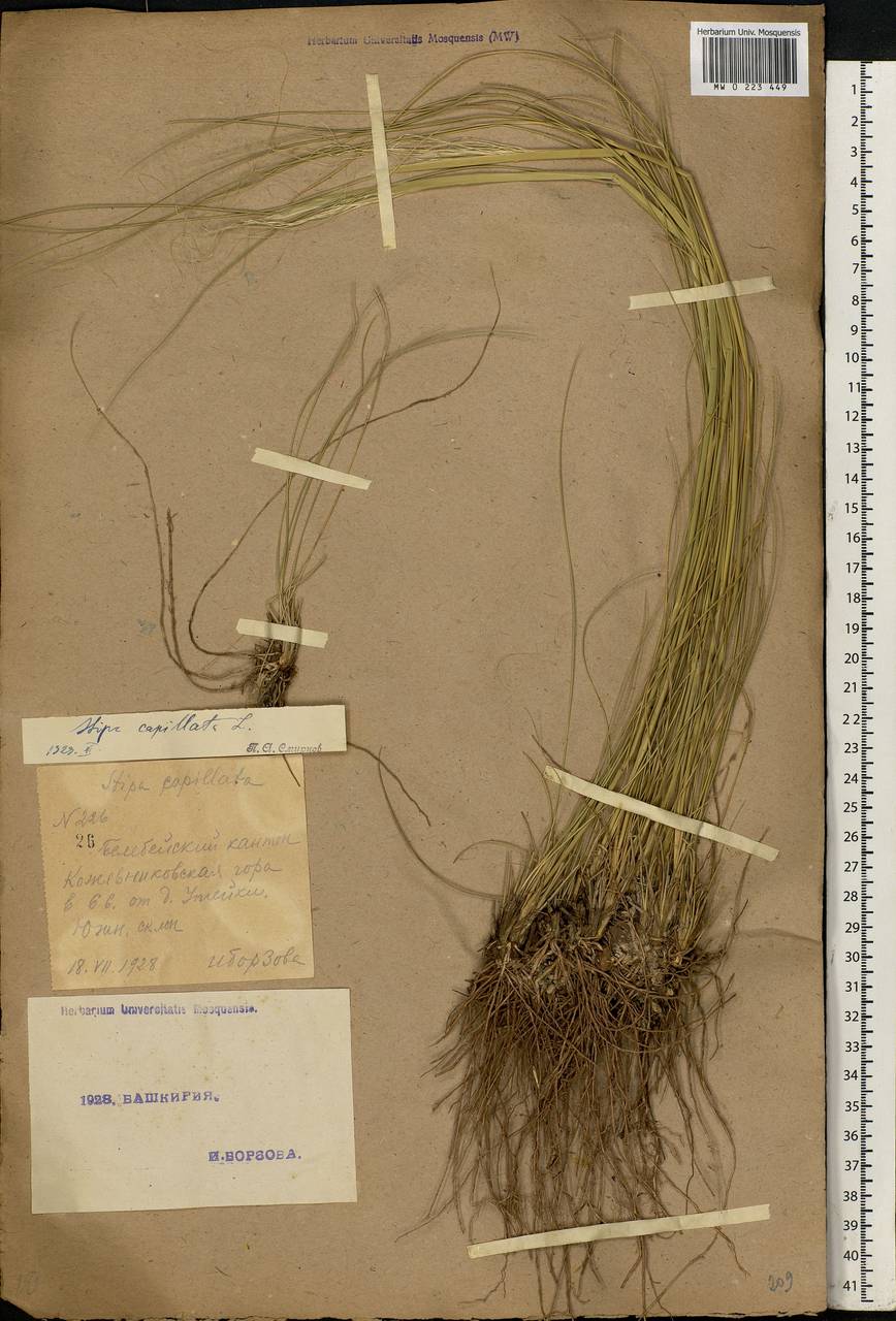 Stipa capillata L., Eastern Europe, Eastern region (E10) (Russia)