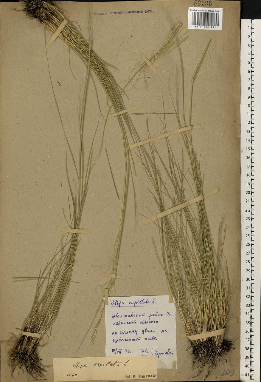 Stipa capillata L., Siberia, Western Siberia (S1) (Russia)