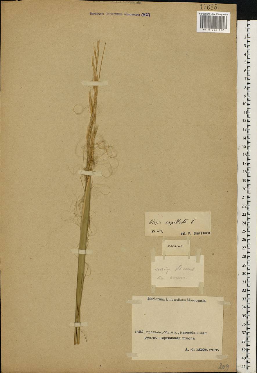 Stipa capillata L., Middle Asia, Caspian Ustyurt & Northern Aralia (M8) (Kazakhstan)