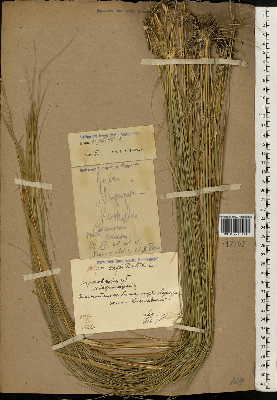 Stipa capillata L., Eastern Europe, North Ukrainian region (E11) (Ukraine)