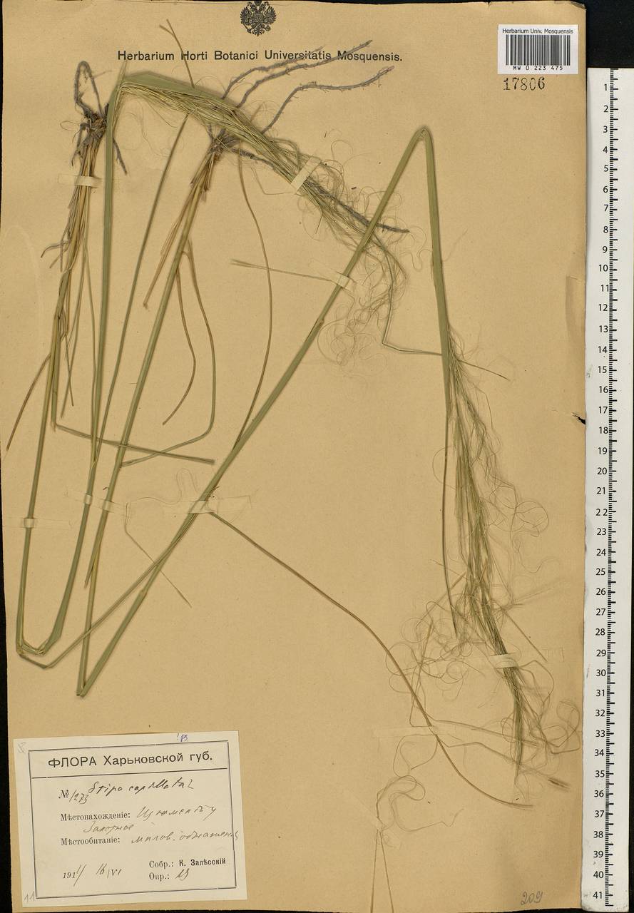 Stipa capillata L., Eastern Europe, North Ukrainian region (E11) (Ukraine)