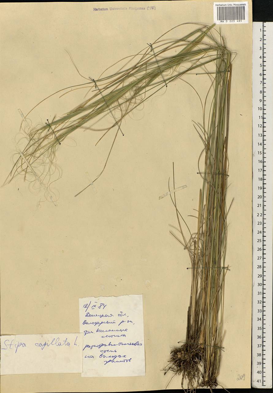 Stipa capillata L., Eastern Europe, South Ukrainian region (E12) (Ukraine)