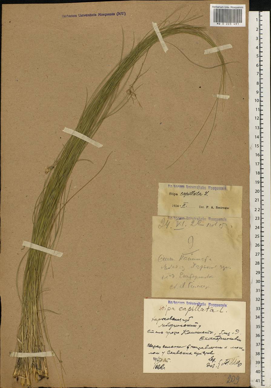 Stipa capillata L., Eastern Europe, North Ukrainian region (E11) (Ukraine)