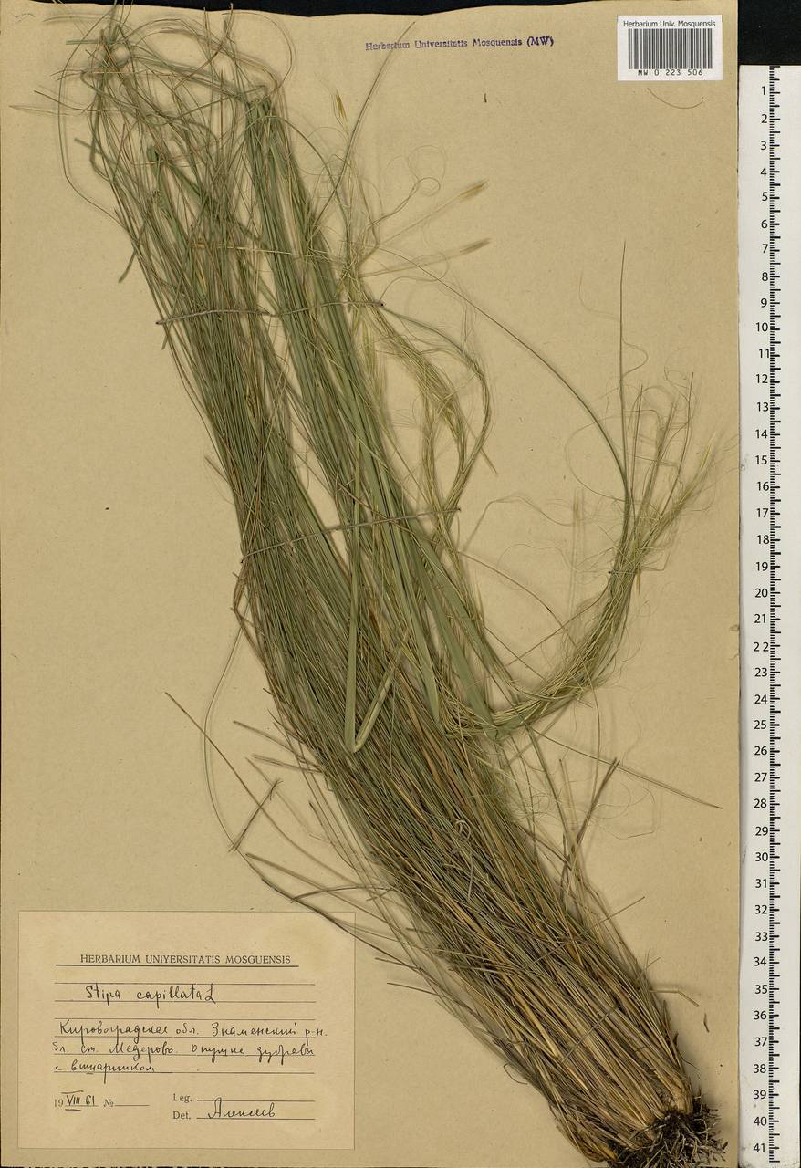 Stipa capillata L., Eastern Europe, South Ukrainian region (E12) (Ukraine)