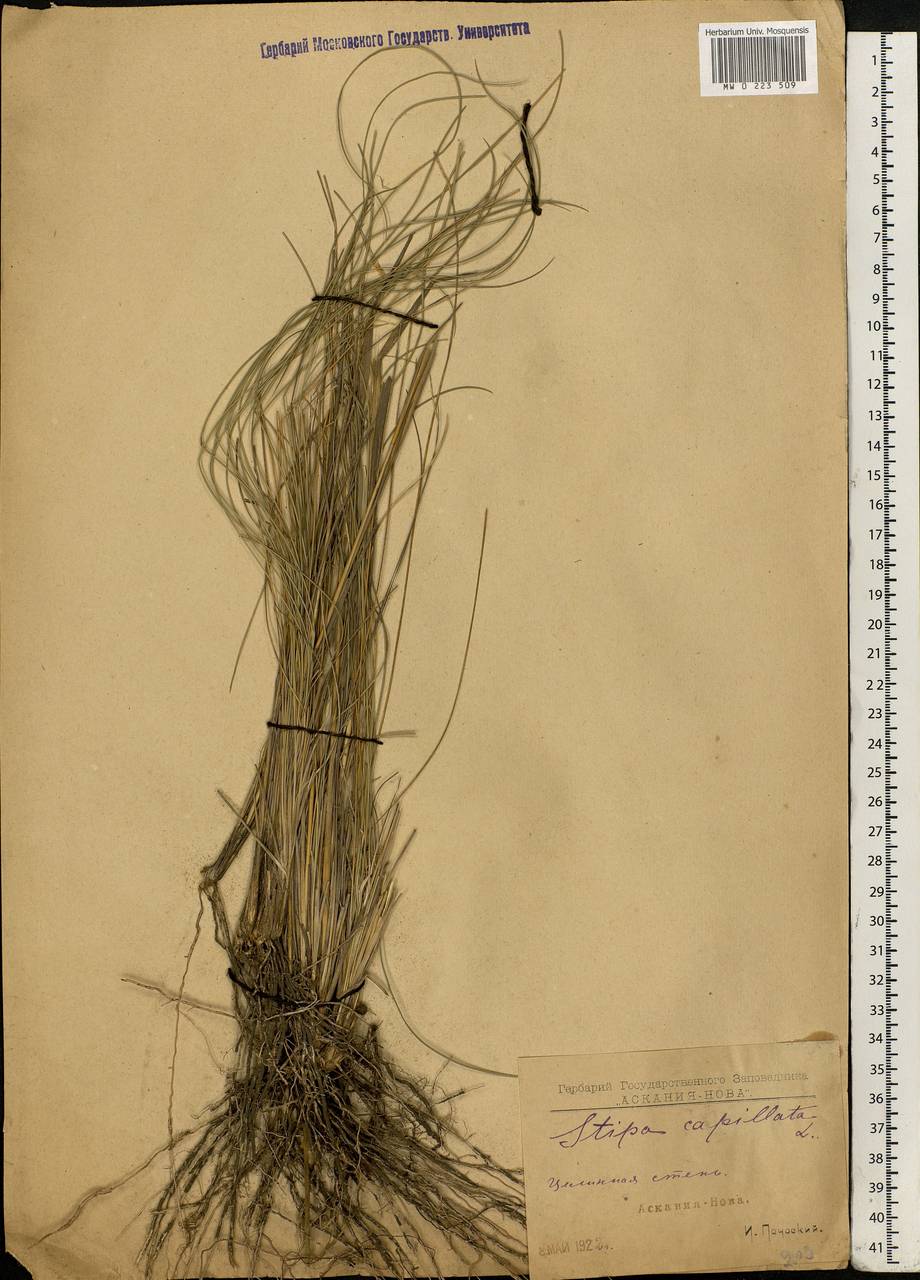 Stipa capillata L., Eastern Europe, South Ukrainian region (E12) (Ukraine)