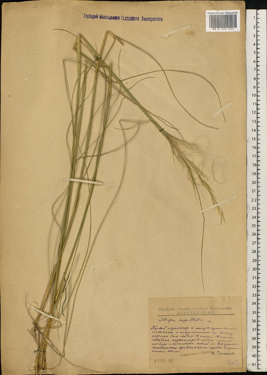 Stipa capillata L., Eastern Europe, South Ukrainian region (E12) (Ukraine)