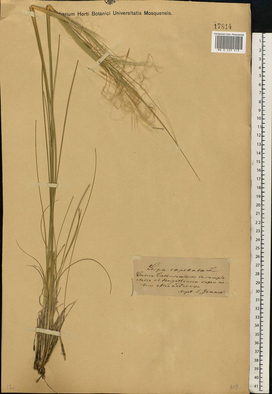 Stipa capillata L., Eastern Europe, South Ukrainian region (E12) (Ukraine)