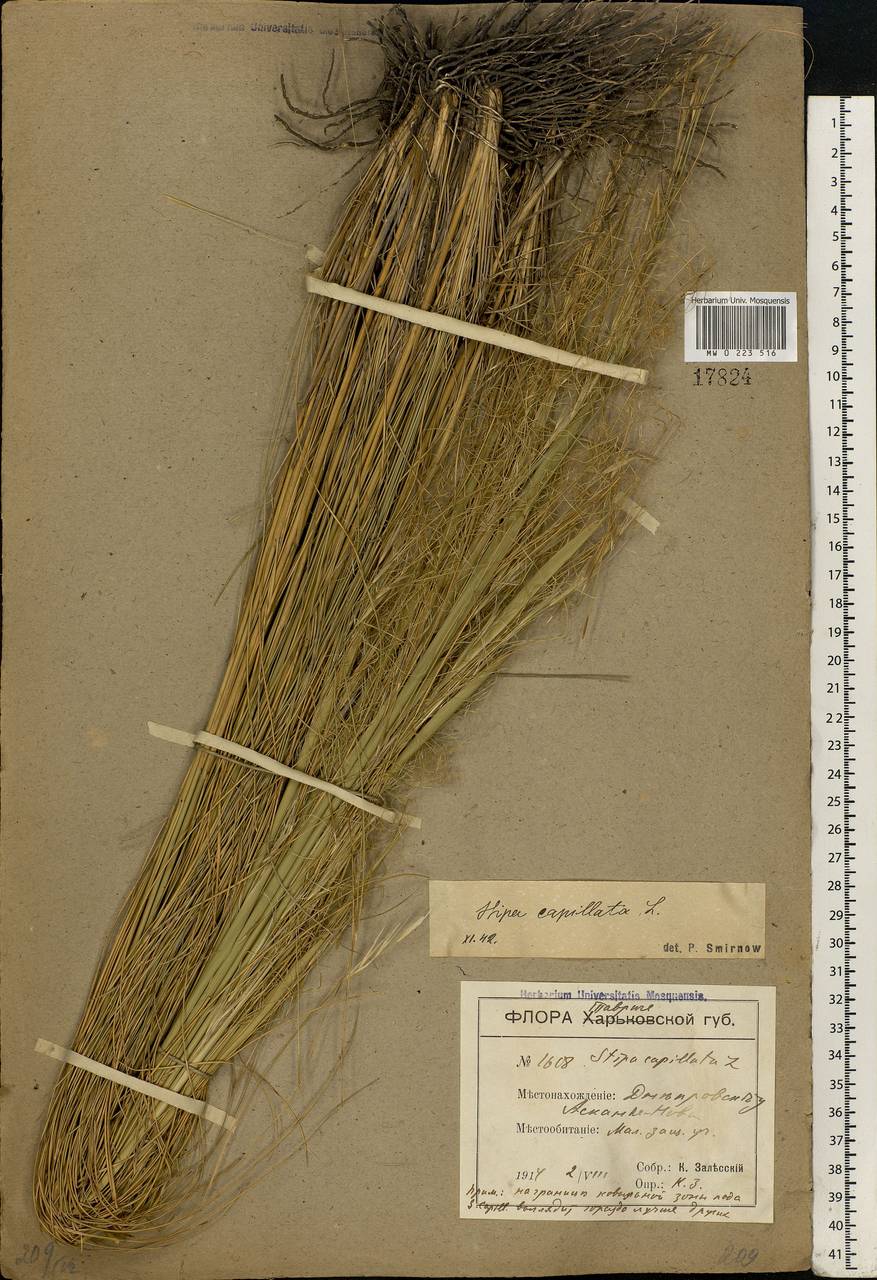 Stipa capillata L., Eastern Europe, South Ukrainian region (E12) (Ukraine)