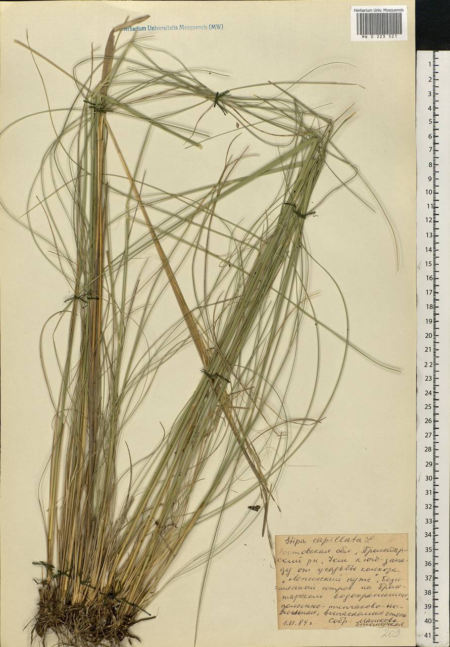 Stipa capillata L., Eastern Europe, Rostov Oblast (E12a) (Russia)