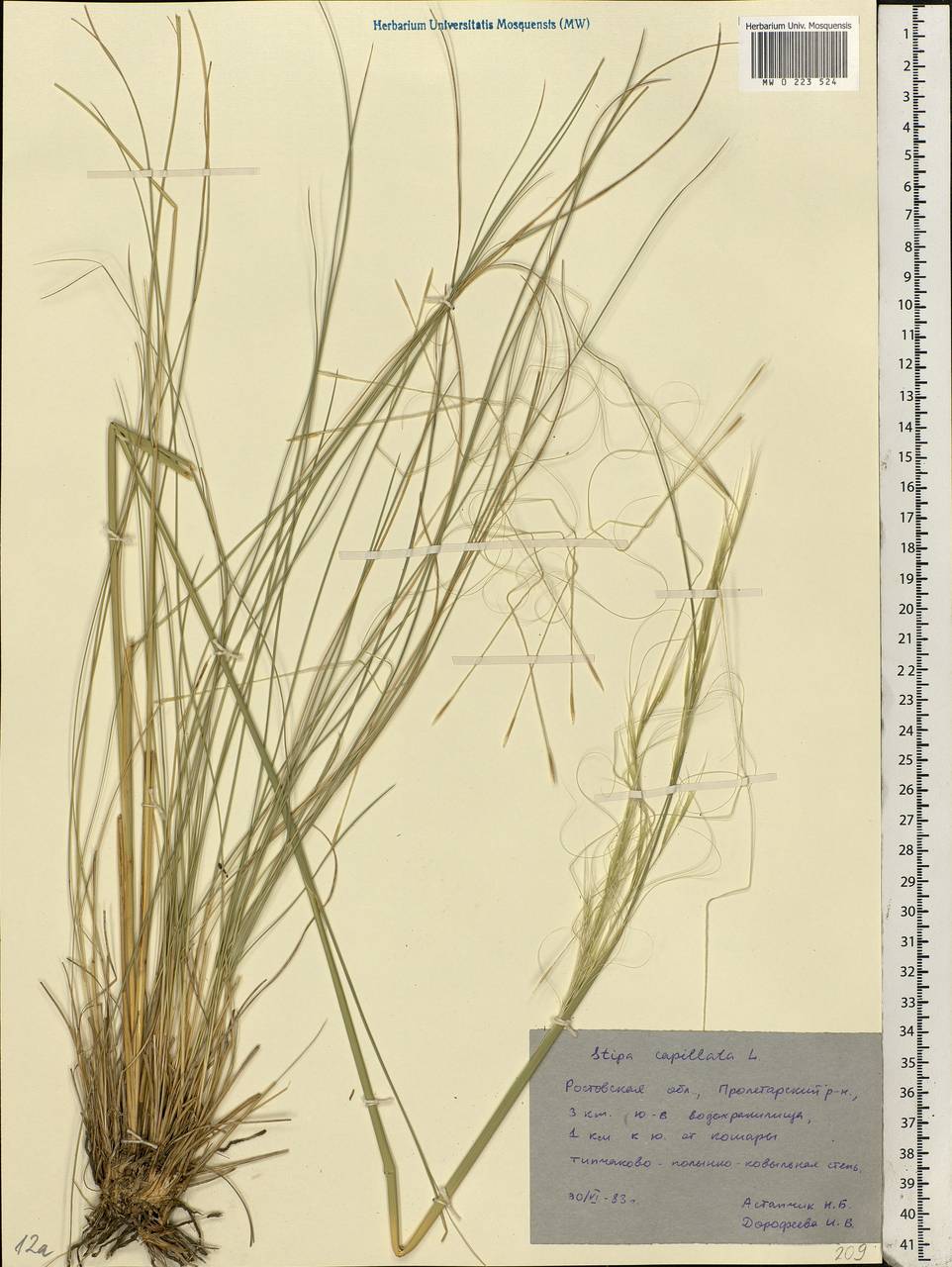 Stipa capillata L., Eastern Europe, Rostov Oblast (E12a) (Russia)