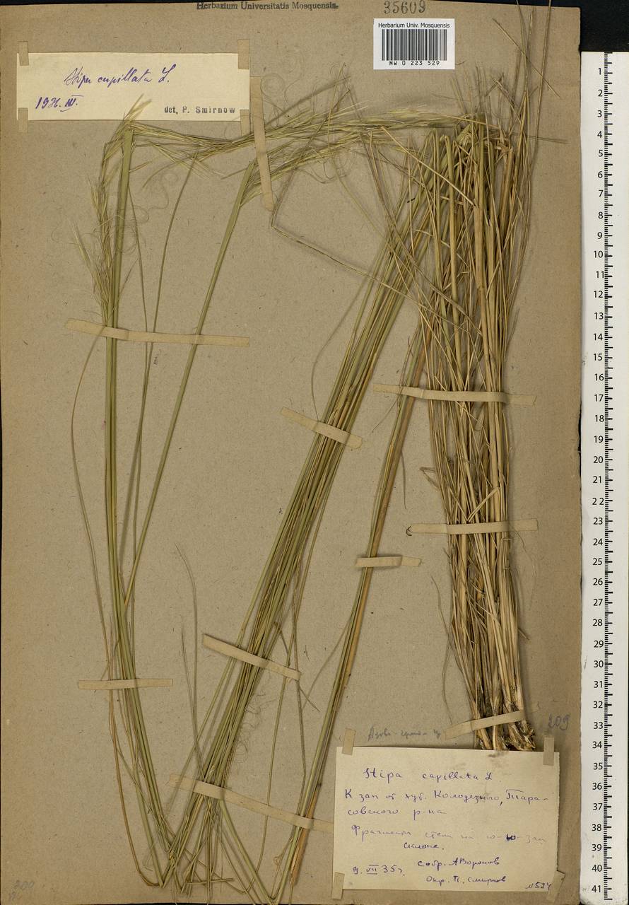 Stipa capillata L., Eastern Europe, Rostov Oblast (E12a) (Russia)