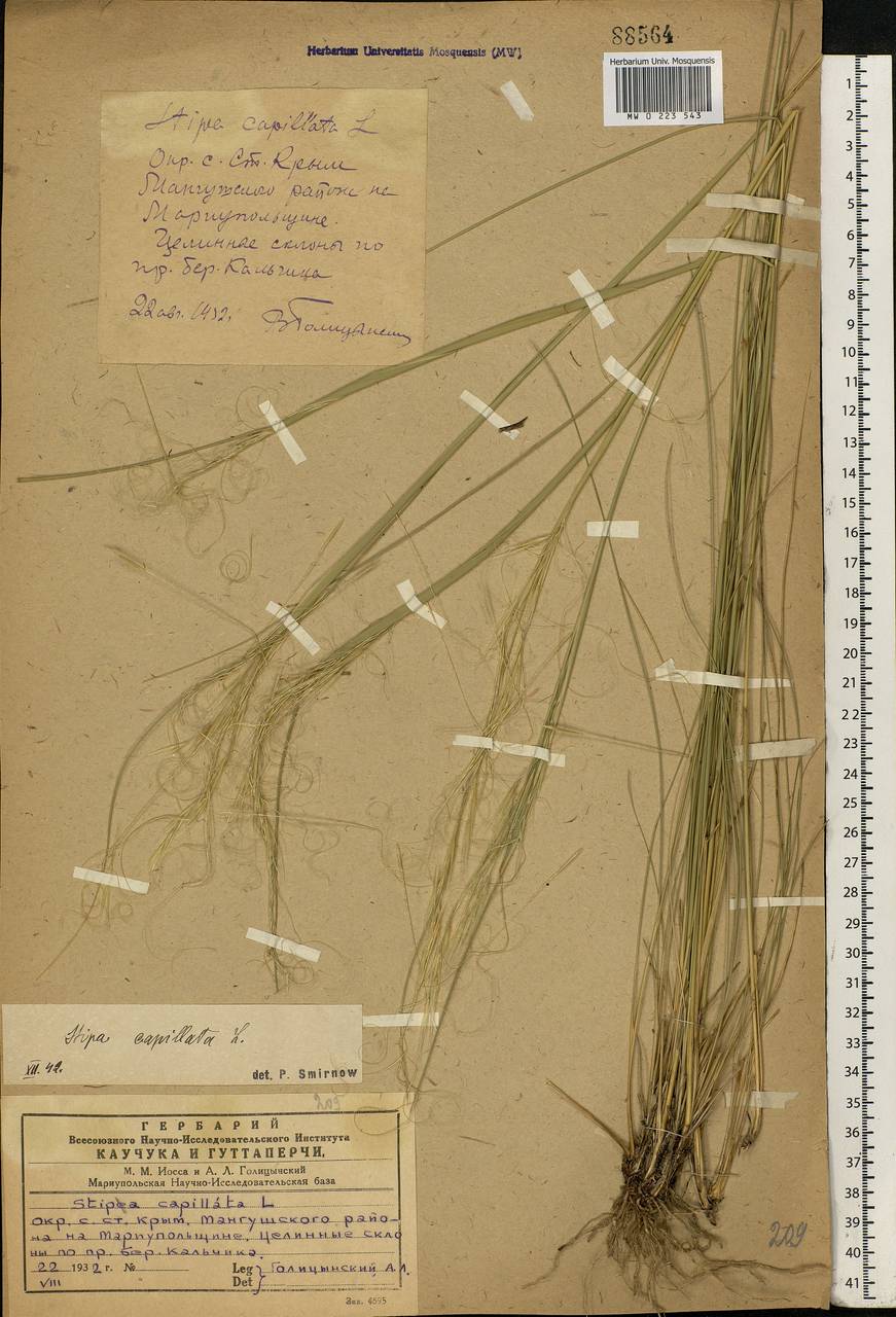 Stipa capillata L., Eastern Europe, South Ukrainian region (E12) (Ukraine)