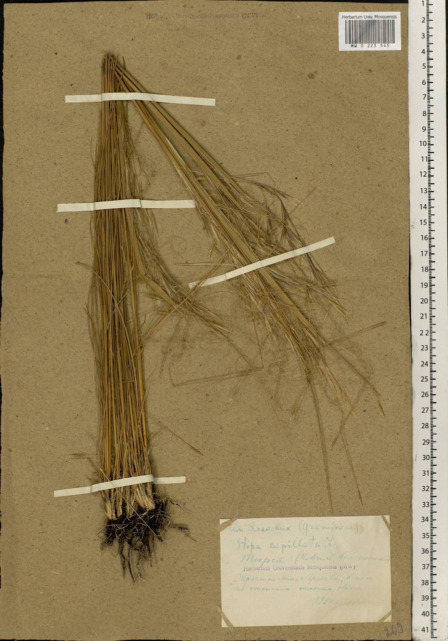 Stipa capillata L., Eastern Europe, West Ukrainian region (E13) (Ukraine)