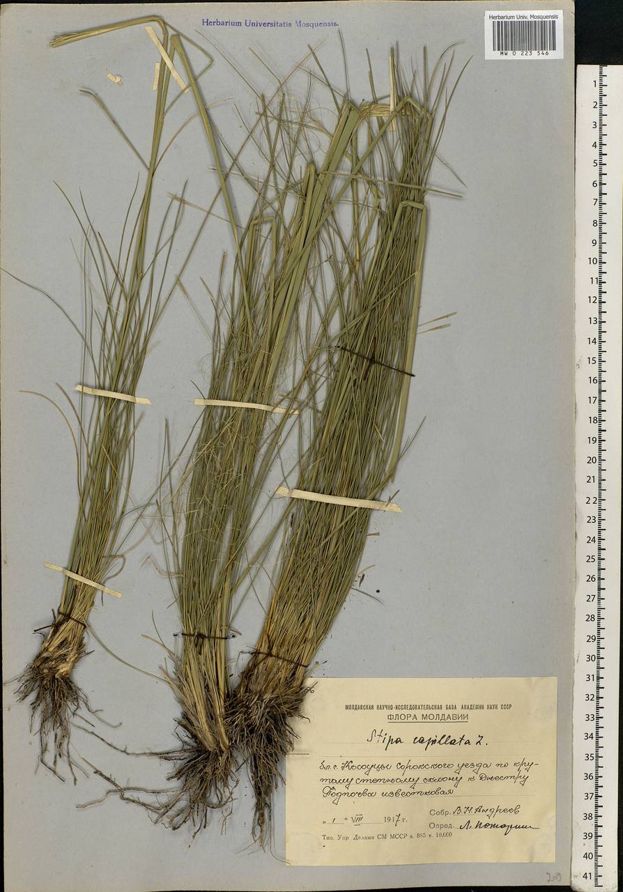 Stipa capillata L., Eastern Europe, Moldova (E13a) (Moldova)
