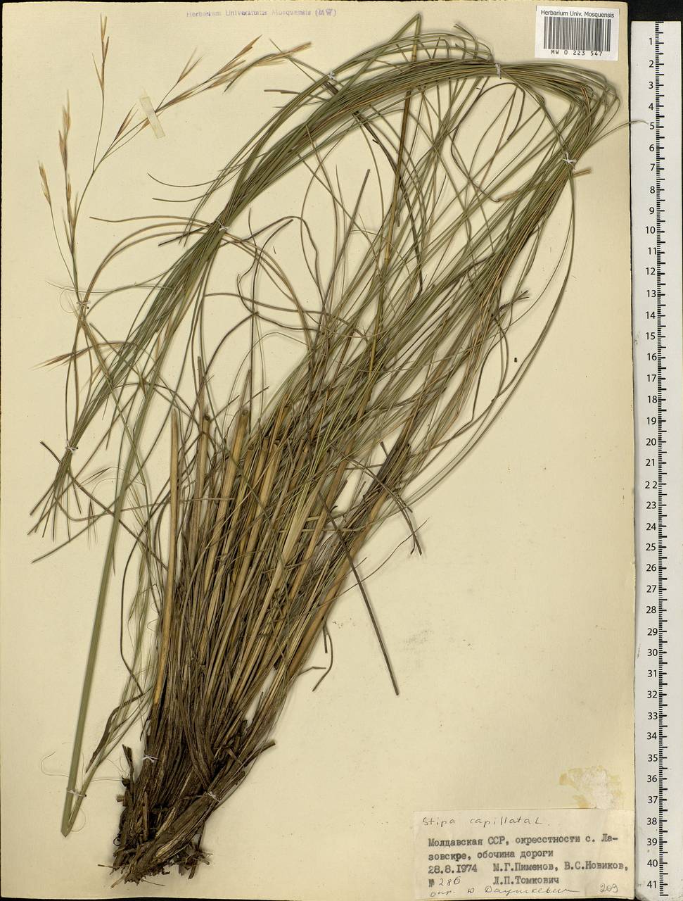 Stipa capillata L., Eastern Europe, Moldova (E13a) (Moldova)