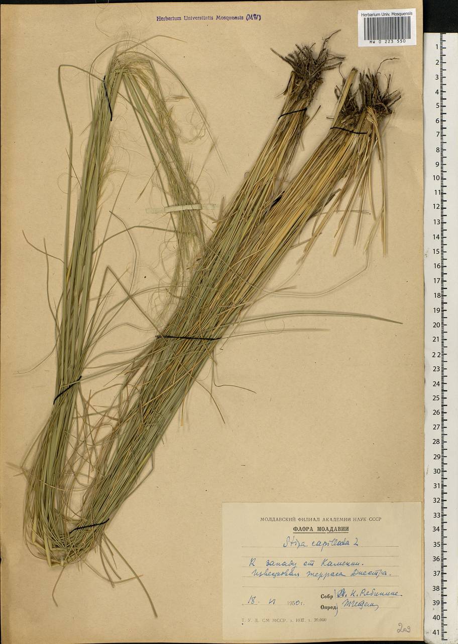 Stipa capillata L., Eastern Europe, Moldova (E13a) (Moldova)