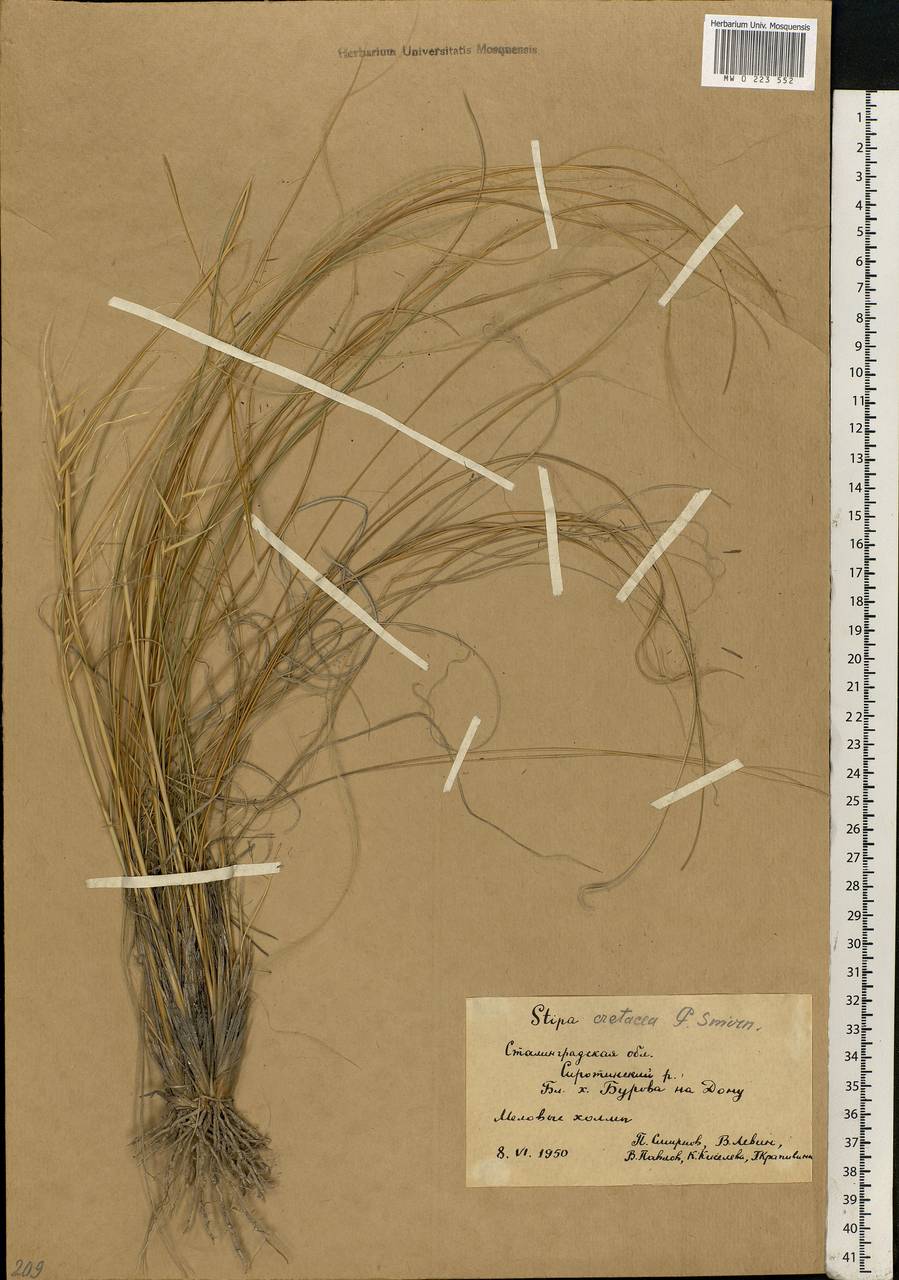 Stipa cretacea P.A.Smirn., Eastern Europe, Lower Volga region (E9) (Russia)