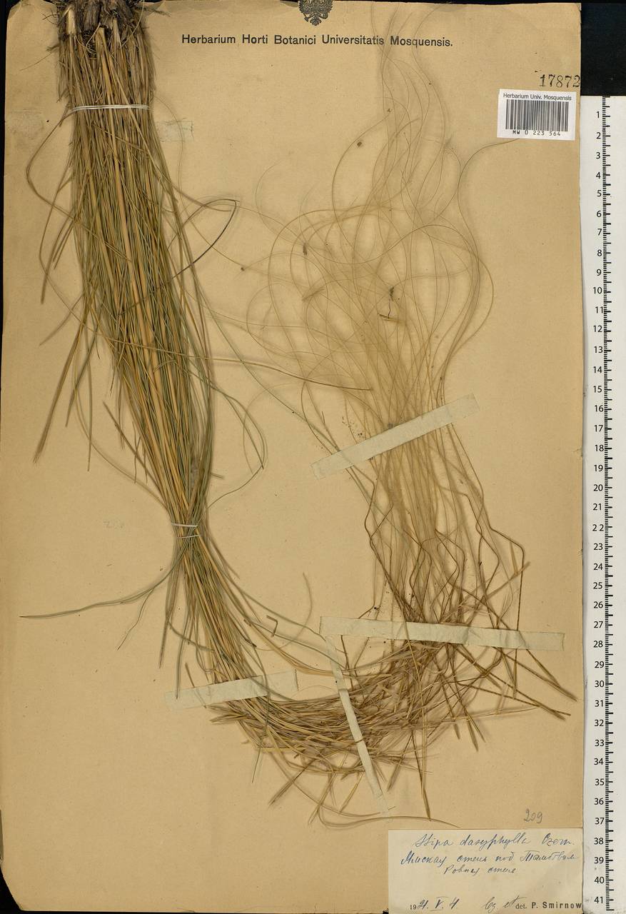 Stipa dasyphylla (Lindem.) Czern. ex Trautv., Eastern Europe, Central forest-and-steppe region (E6) (Russia)