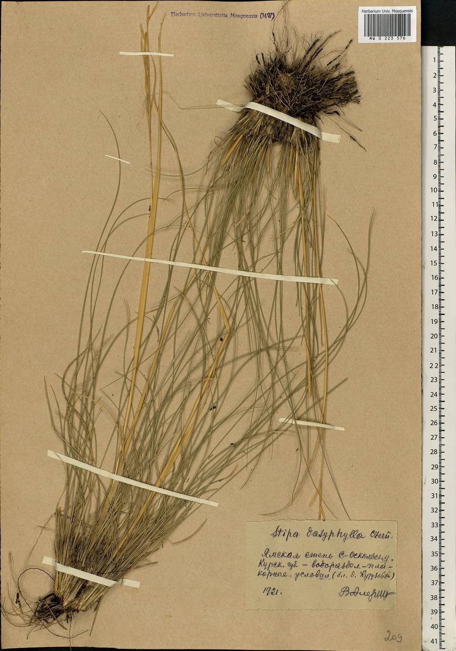 Stipa dasyphylla (Lindem.) Czern. ex Trautv., Eastern Europe, Central forest-and-steppe region (E6) (Russia)