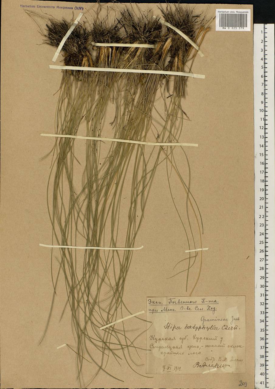 Stipa dasyphylla (Lindem.) Czern. ex Trautv., Eastern Europe, Central forest-and-steppe region (E6) (Russia)