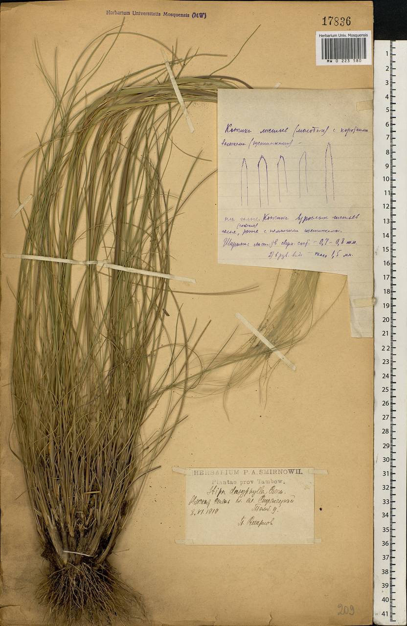 Stipa dasyphylla (Lindem.) Czern. ex Trautv., Eastern Europe, Central forest-and-steppe region (E6) (Russia)