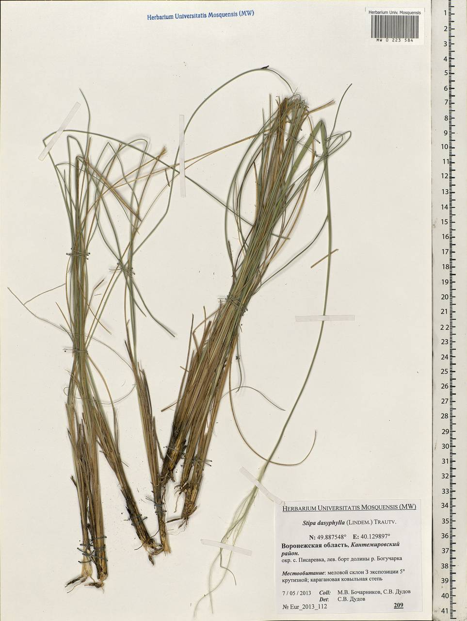 Stipa dasyphylla (Lindem.) Czern. ex Trautv., Eastern Europe, Central forest-and-steppe region (E6) (Russia)
