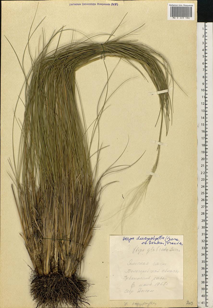 Stipa dasyphylla (Lindem.) Czern. ex Trautv., Eastern Europe, Central forest-and-steppe region (E6) (Russia)