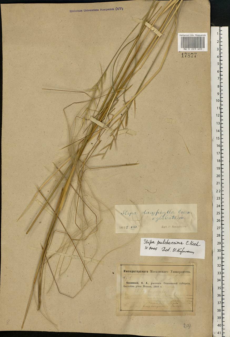 Stipa pulcherrima K.Koch, Eastern Europe, Middle Volga region (E8) (Russia)