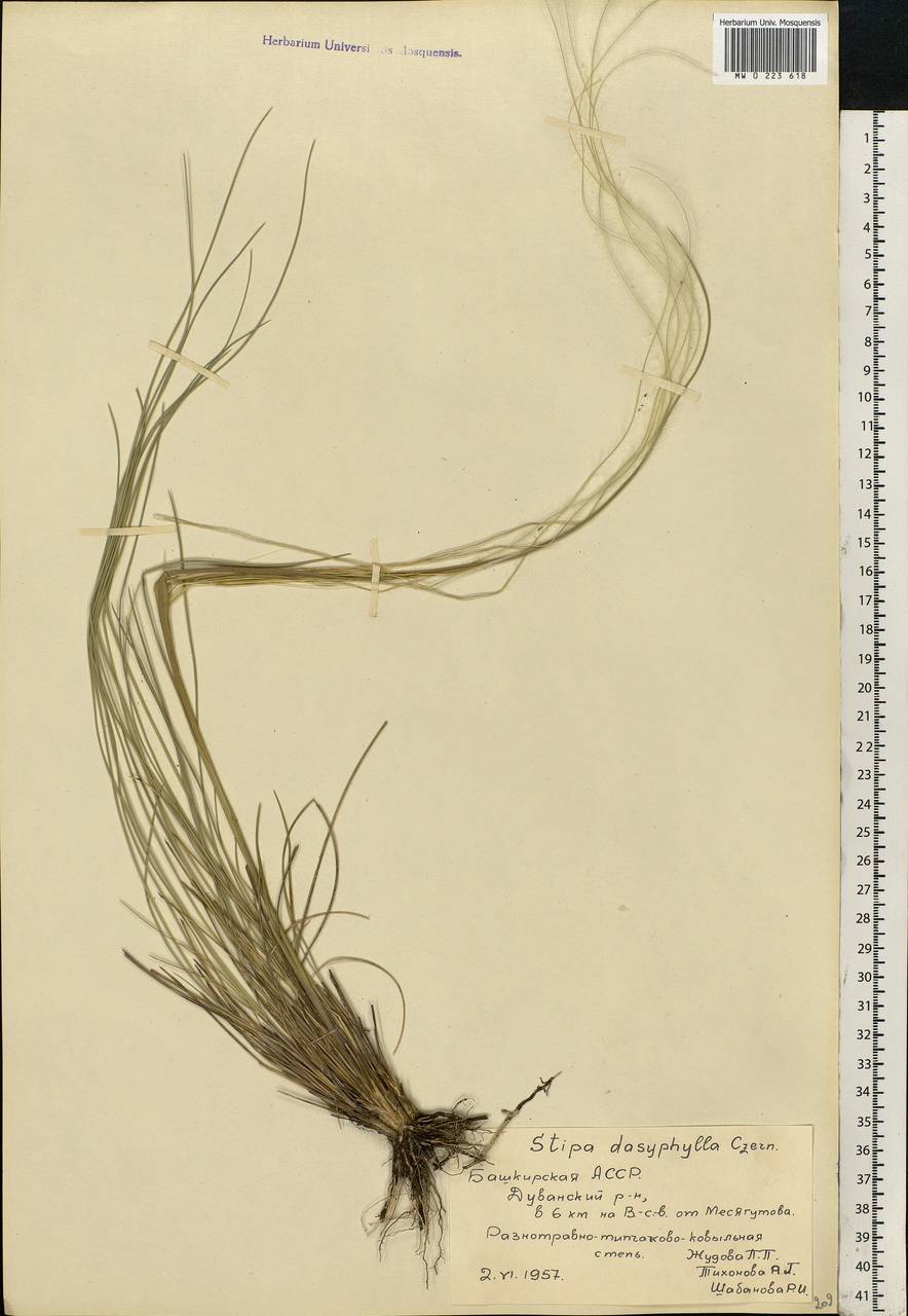 Stipa dasyphylla (Lindem.) Czern. ex Trautv., Eastern Europe, Eastern region (E10) (Russia)