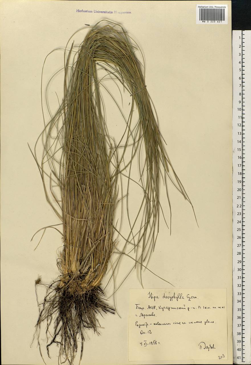 Stipa dasyphylla (Lindem.) Czern. ex Trautv., Eastern Europe, Eastern region (E10) (Russia)