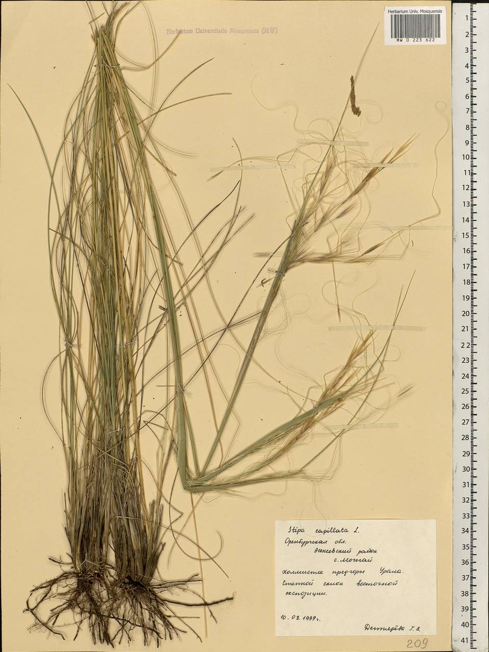 Stipa dasyphylla (Lindem.) Czern. ex Trautv., Eastern Europe, Eastern region (E10) (Russia)