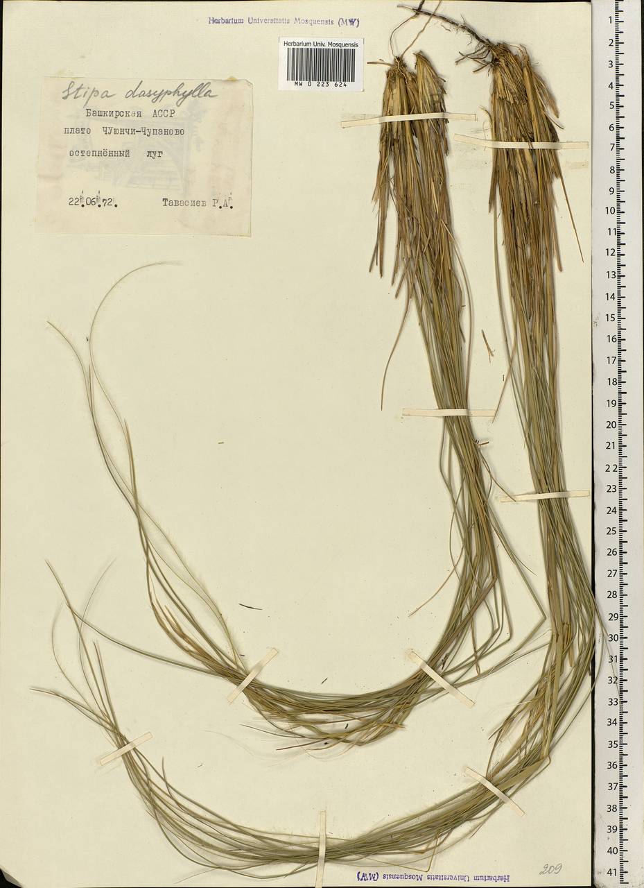 Stipa dasyphylla (Lindem.) Czern. ex Trautv., Eastern Europe, Eastern region (E10) (Russia)