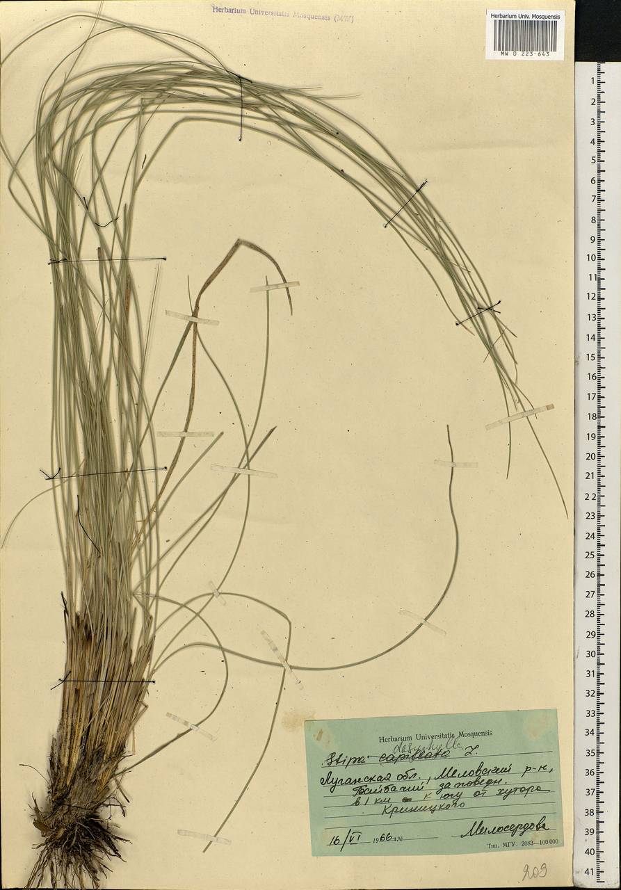 Stipa dasyphylla (Lindem.) Czern. ex Trautv., Eastern Europe, North Ukrainian region (E11) (Ukraine)