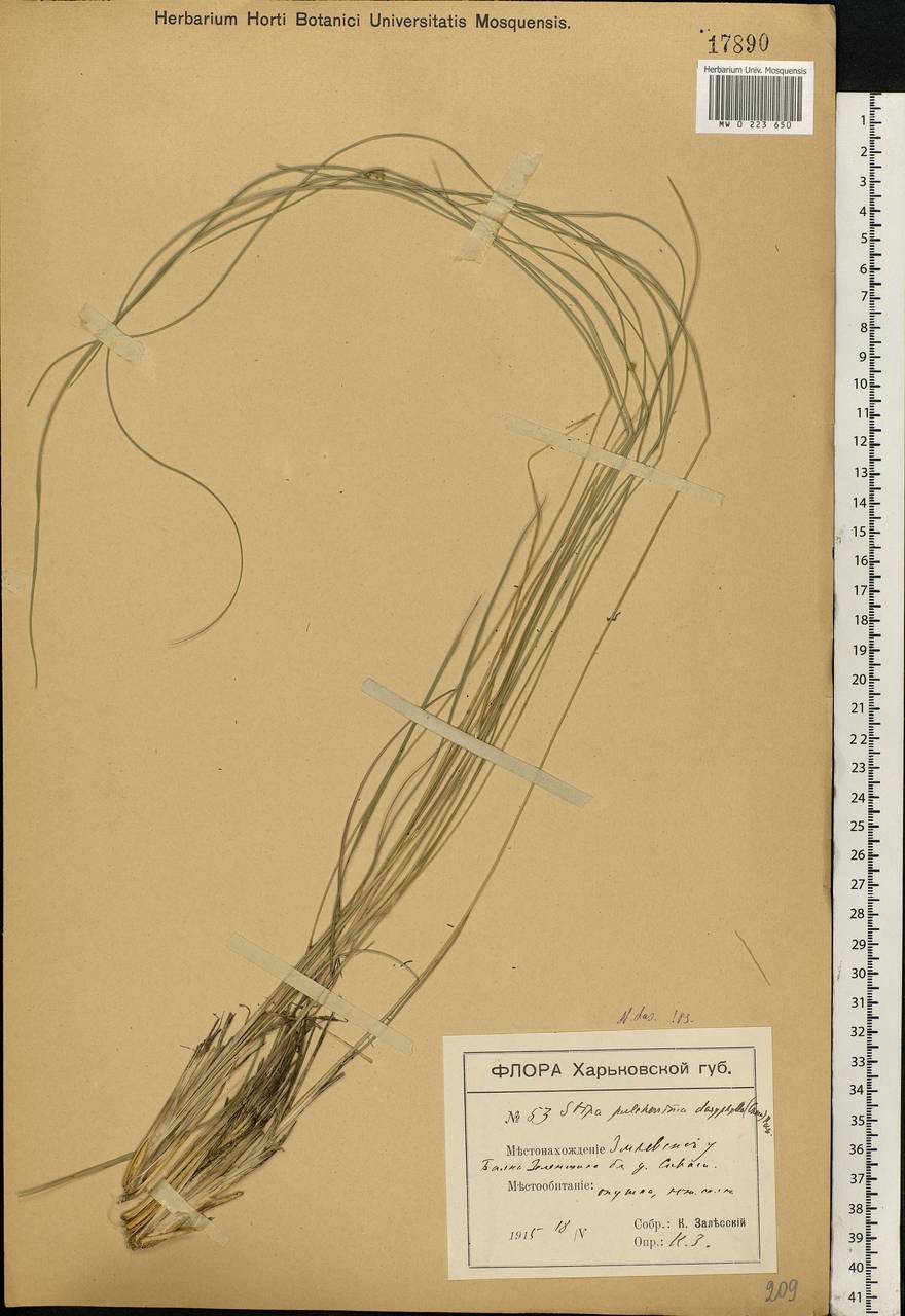 Stipa dasyphylla (Lindem.) Czern. ex Trautv., Eastern Europe, North Ukrainian region (E11) (Ukraine)