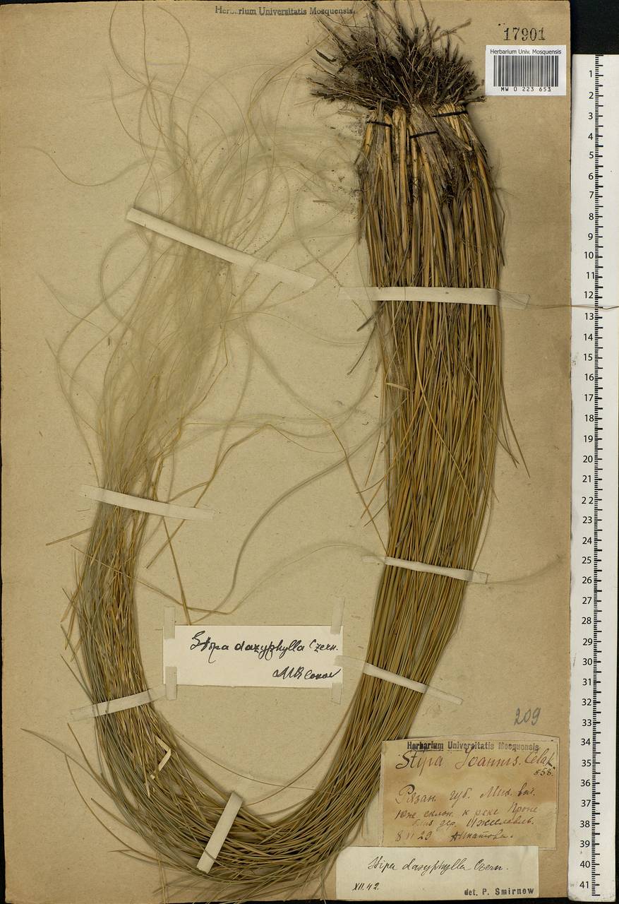 Stipa dasyphylla (Lindem.) Czern. ex Trautv., Eastern Europe, Central region (E4) (Russia)