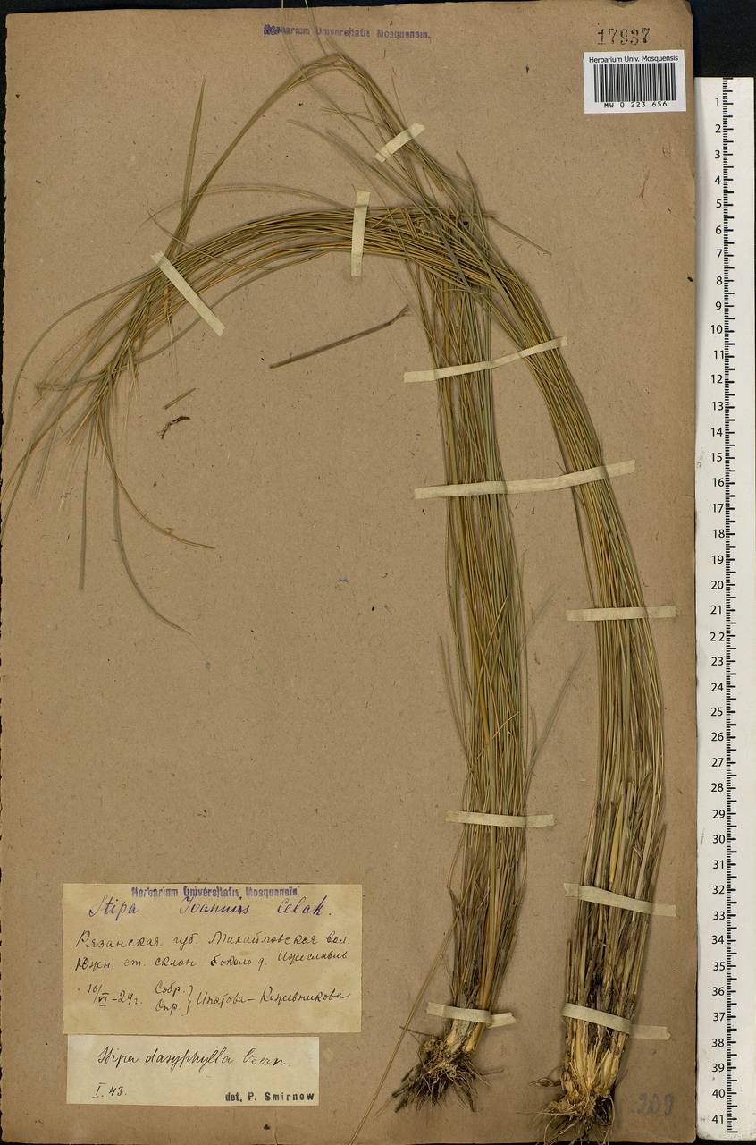 Stipa dasyphylla (Lindem.) Czern. ex Trautv., Eastern Europe, Central region (E4) (Russia)