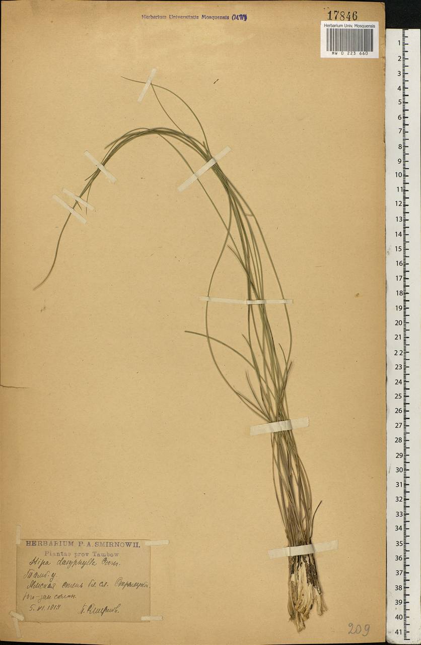 Stipa dasyphylla (Lindem.) Czern. ex Trautv., Eastern Europe, Central forest-and-steppe region (E6) (Russia)
