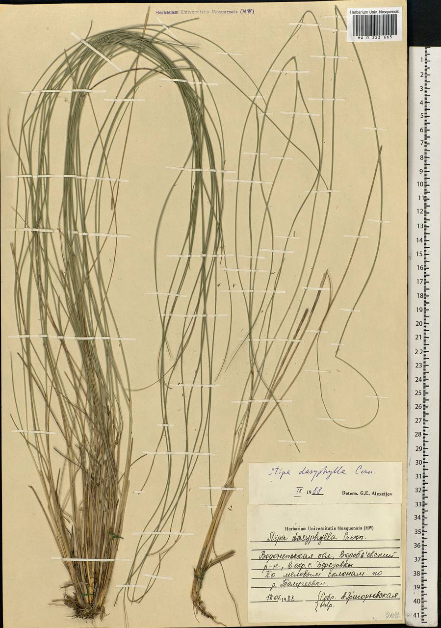 Stipa dasyphylla (Lindem.) Czern. ex Trautv., Eastern Europe, Central forest-and-steppe region (E6) (Russia)