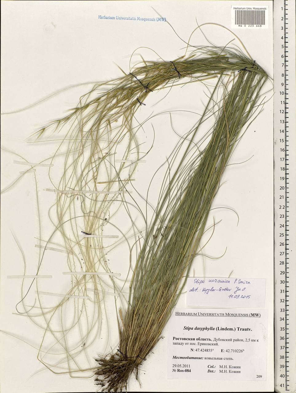 Stipa ucrainica P.A.Smirn., Eastern Europe, Rostov Oblast (E12a) (Russia)