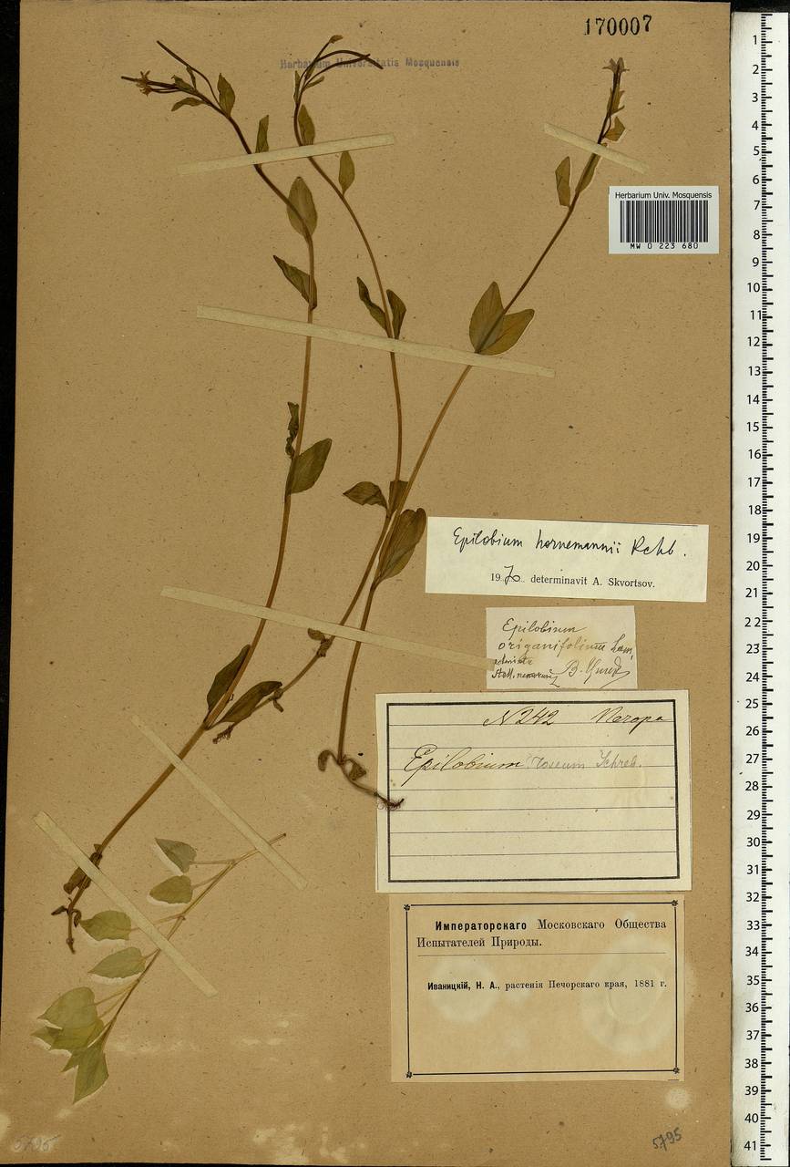 Epilobium hornemannii Rchb., Eastern Europe, Northern region (E1) (Russia)