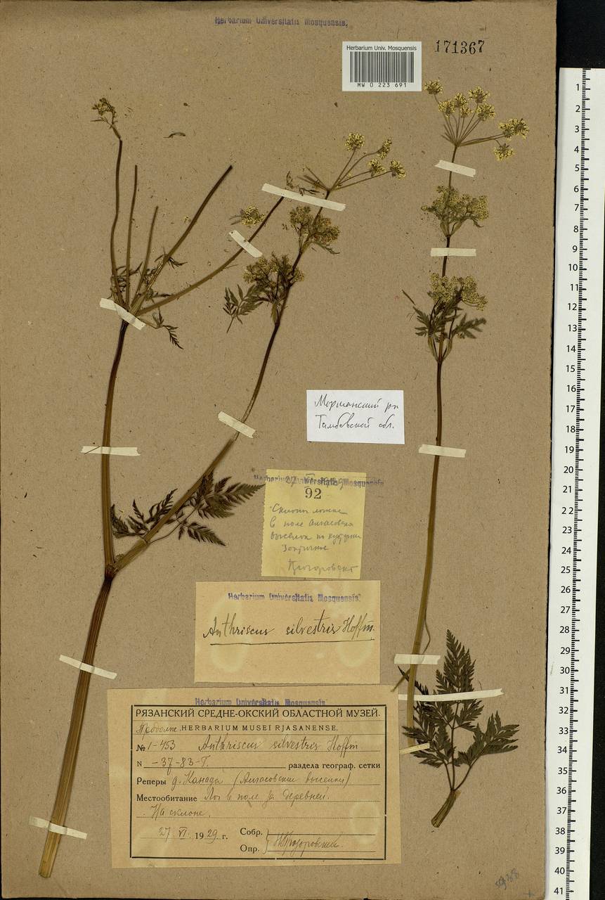 Anthriscus sylvestris, Eastern Europe, Central forest-and-steppe region (E6) (Russia)