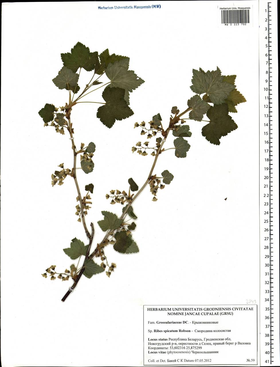 Ribes spicatum E.Robson, Eastern Europe, Belarus (E3a) (Belarus)