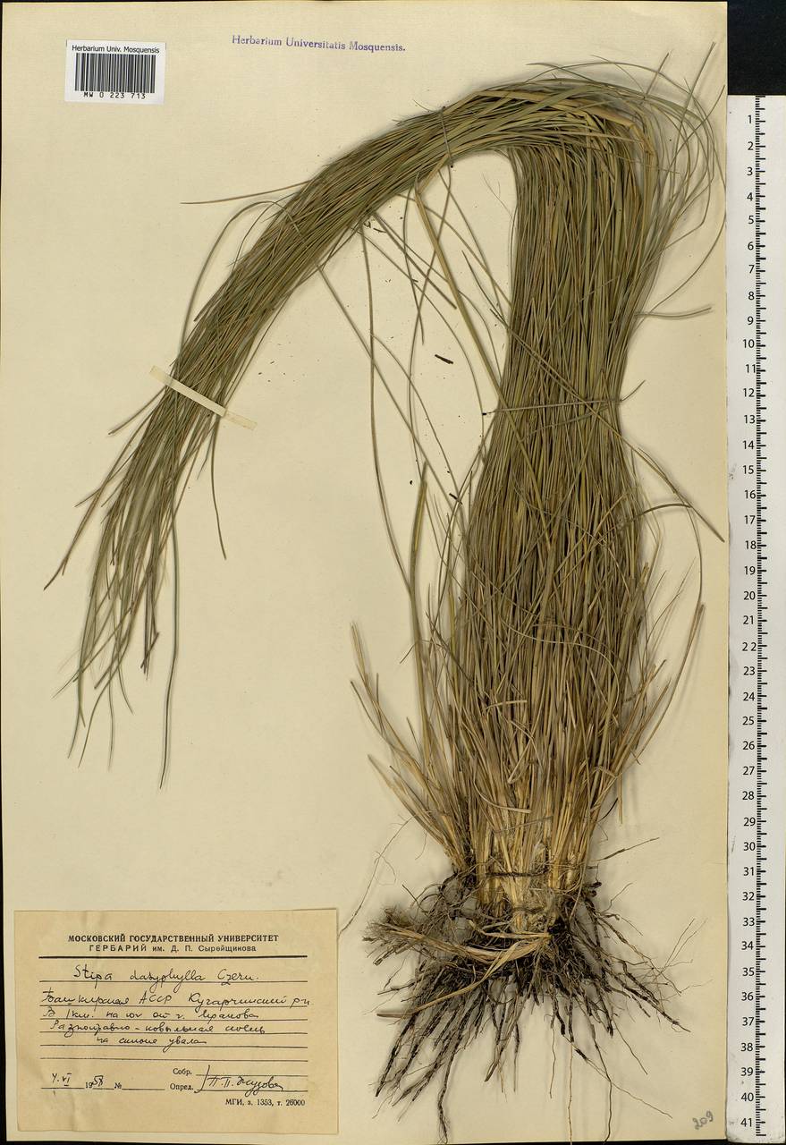 Stipa dasyphylla (Lindem.) Czern. ex Trautv., Eastern Europe, Eastern region (E10) (Russia)