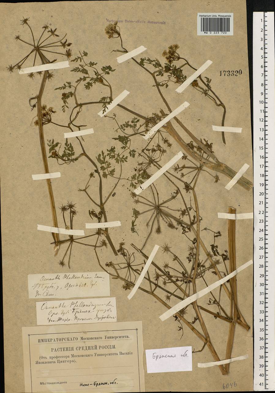 Oenanthe aquatica (L.) Poir., Eastern Europe, Western region (E3) (Russia)