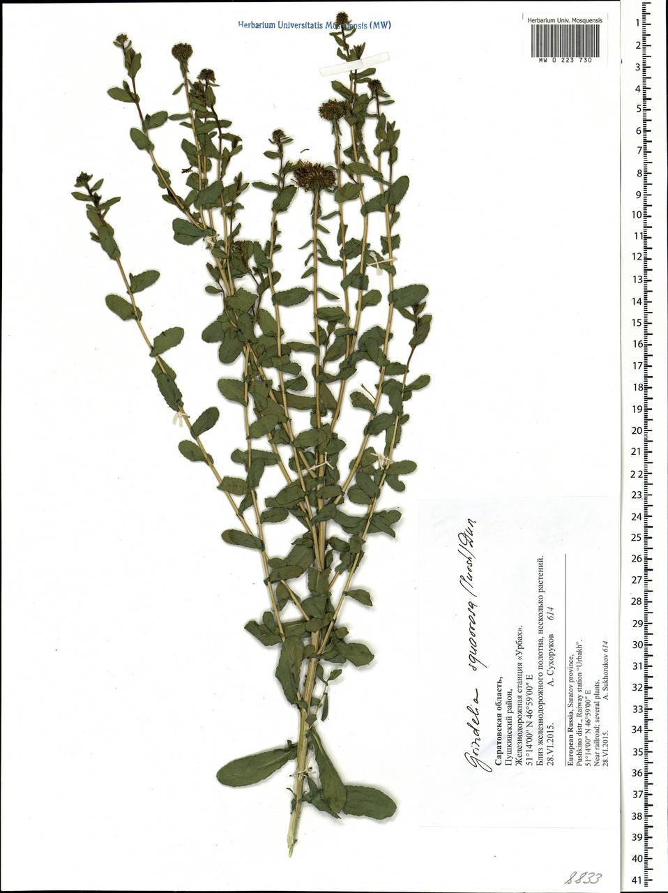 Grindelia squarrosa (Pursh) Dunal, Eastern Europe, Lower Volga region (E9) (Russia)